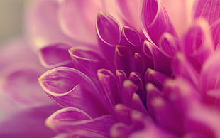 pink Chrysanthemum flowers in bloom HD wallpaper