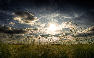 grass fields under cloudy skies