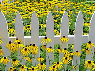 sunflower lot