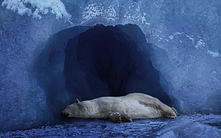 polar bear sleeping in cave