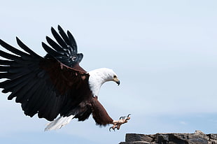 bald eagle about to perch on rock
