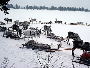 deers with sled running on snowy field during daytime