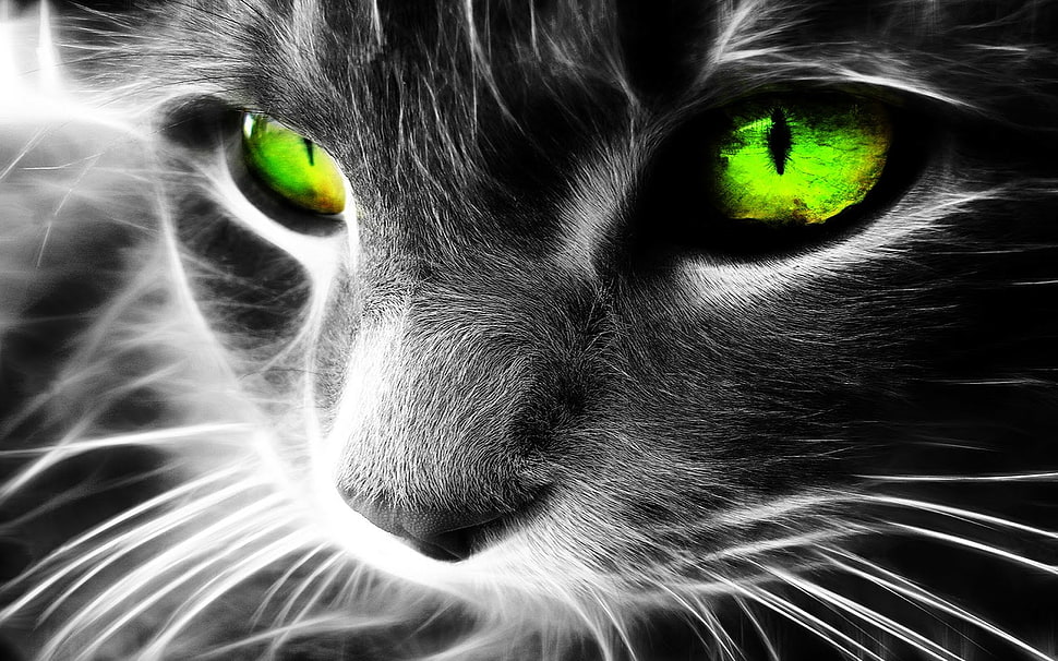 close up shot of gray cat HD wallpaper