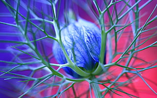 blue flowers micro photo