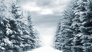 Snow weather between the tree forest HD wallpaper