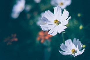 white Cosmos flowers in bloom at daytime, moon HD wallpaper