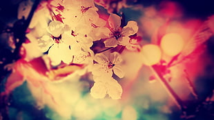 macro photography of white petaled flowers