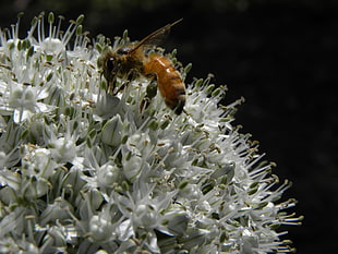 bee perched on white petaled flower