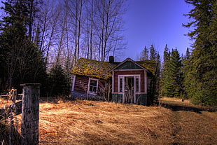 brown house in the forest photo