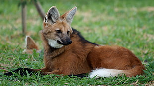 red fox, maned wolves HD wallpaper