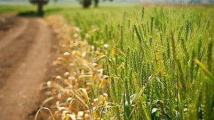 yellow and green leaf plant, nature, field, plants, wheat