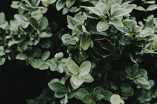 green leaf plant, Leaves, Drops, Bush