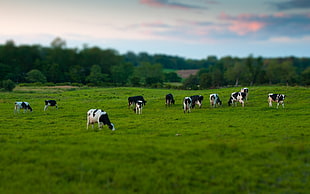 herd of Dairy cows on green grass fields