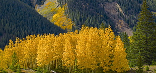 landscape photography of yellow trees, colorado