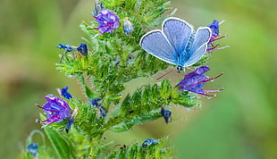 macro photo of a Summer Azure butterfly on purple petaled flower HD wallpaper