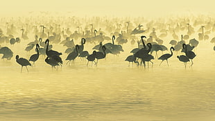 flock of flamingo illustration HD wallpaper
