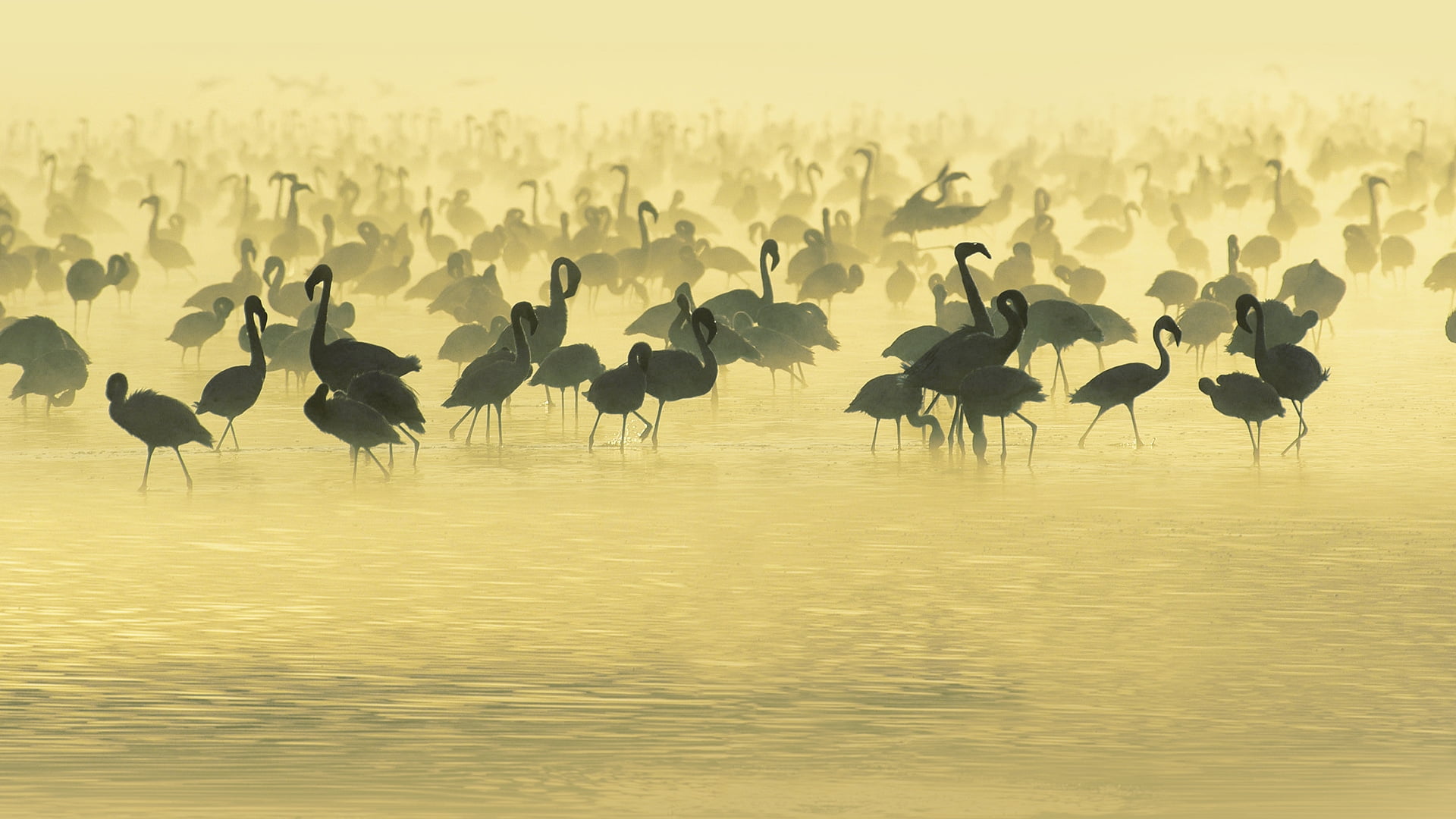 flock of flamingo illustration