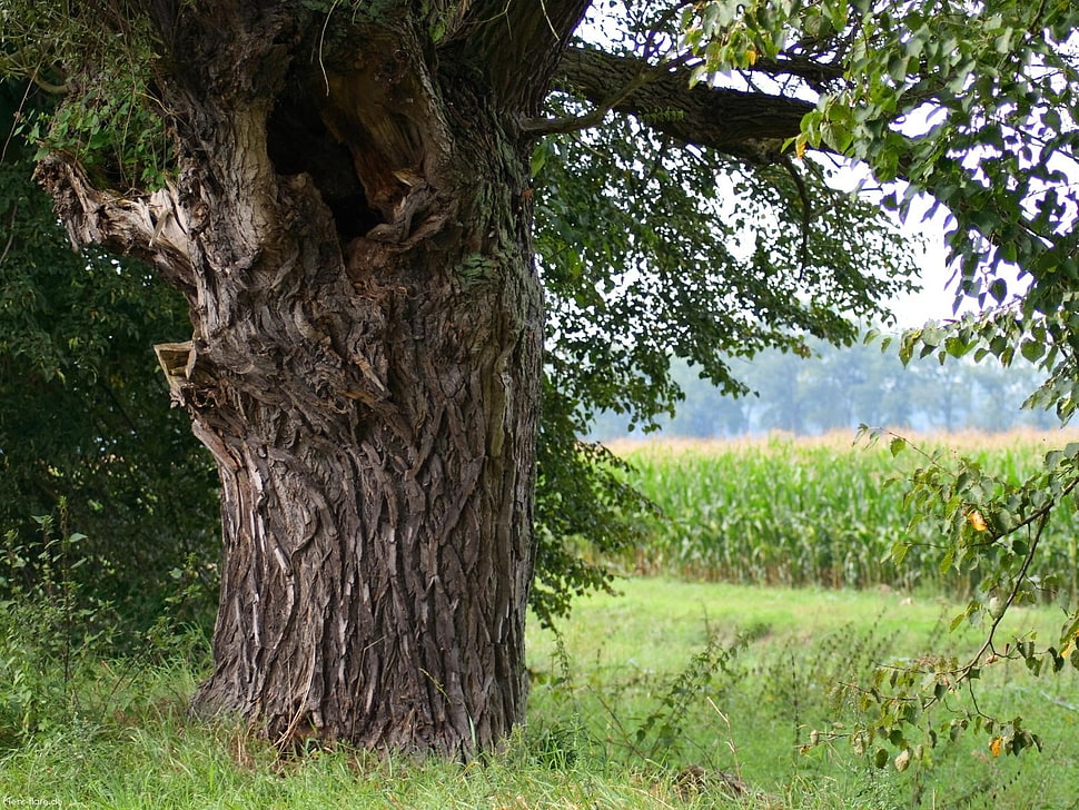 green leafed tree HD wallpaper