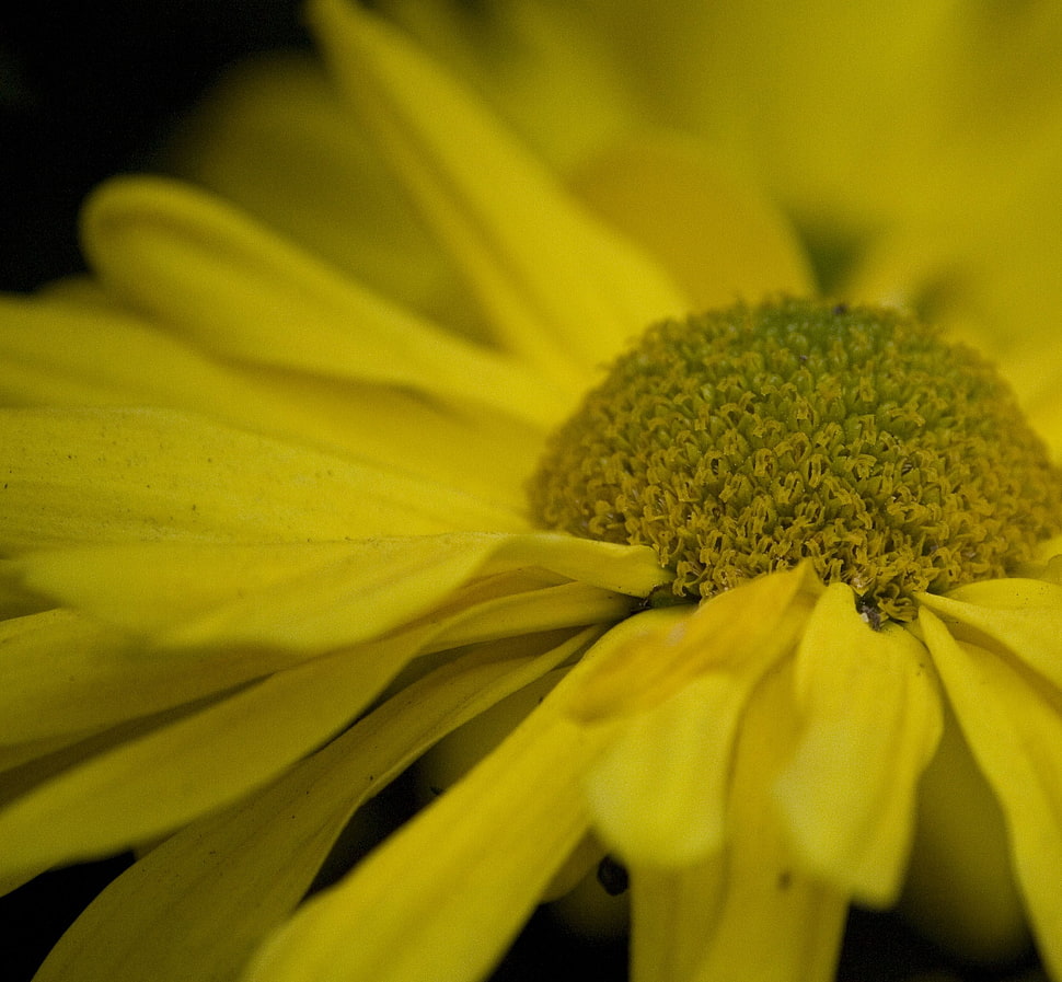 selective focus photography of blooming yellow daisy HD wallpaper