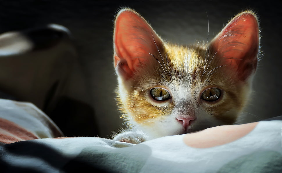 short-fur brown and white kitten, animals, cat HD wallpaper