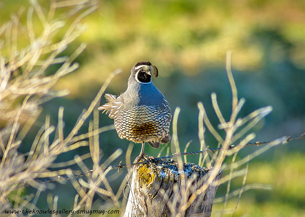 blue and gray bird on gray wooden tree trunk close up photography during daytime, quail HD wallpaper