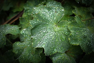 plant with raindrops, alchemilla, mollis