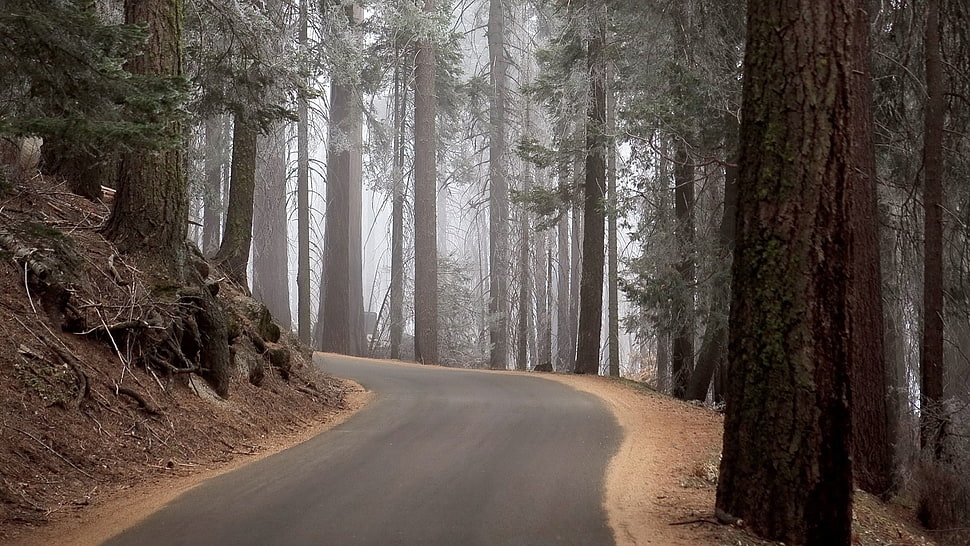 white and gray floral curtain, road, forest, trees HD wallpaper