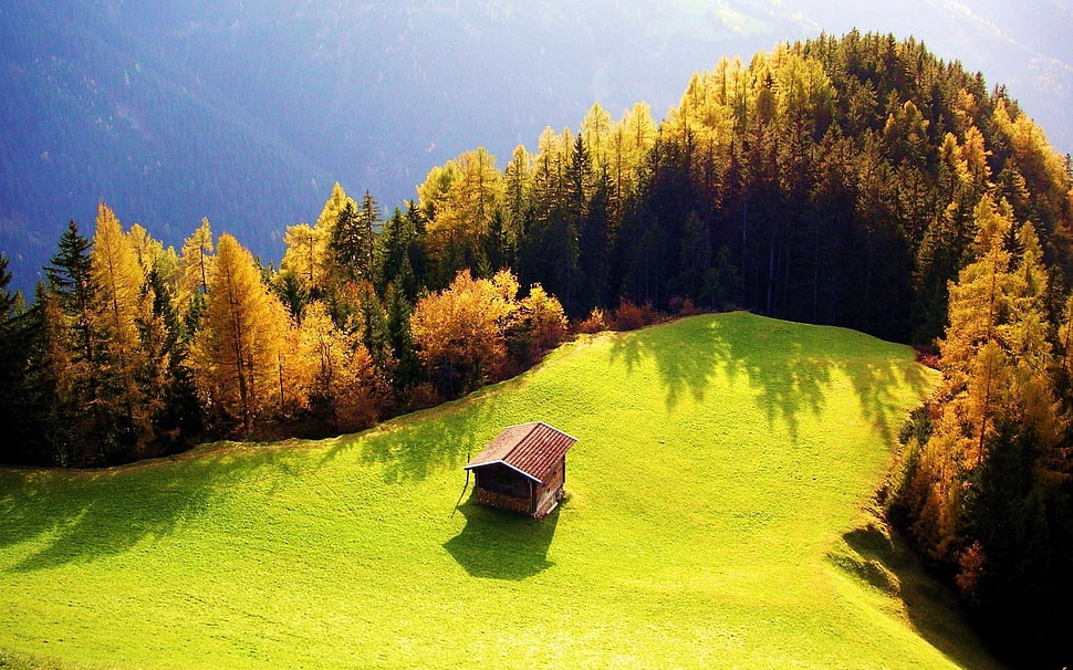 brown leafed trees, landscape, forest HD wallpaper