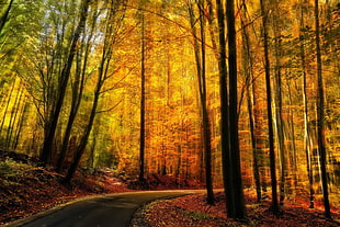yellow trees, nature, landscape, fall, forest HD wallpaper