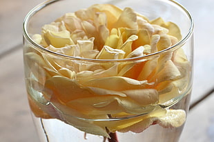 selective-focus photography of yellow rose in a clear glass cup