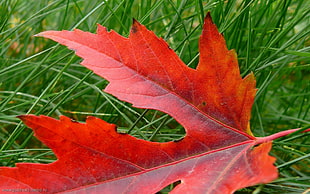 red maple leaf on green grass