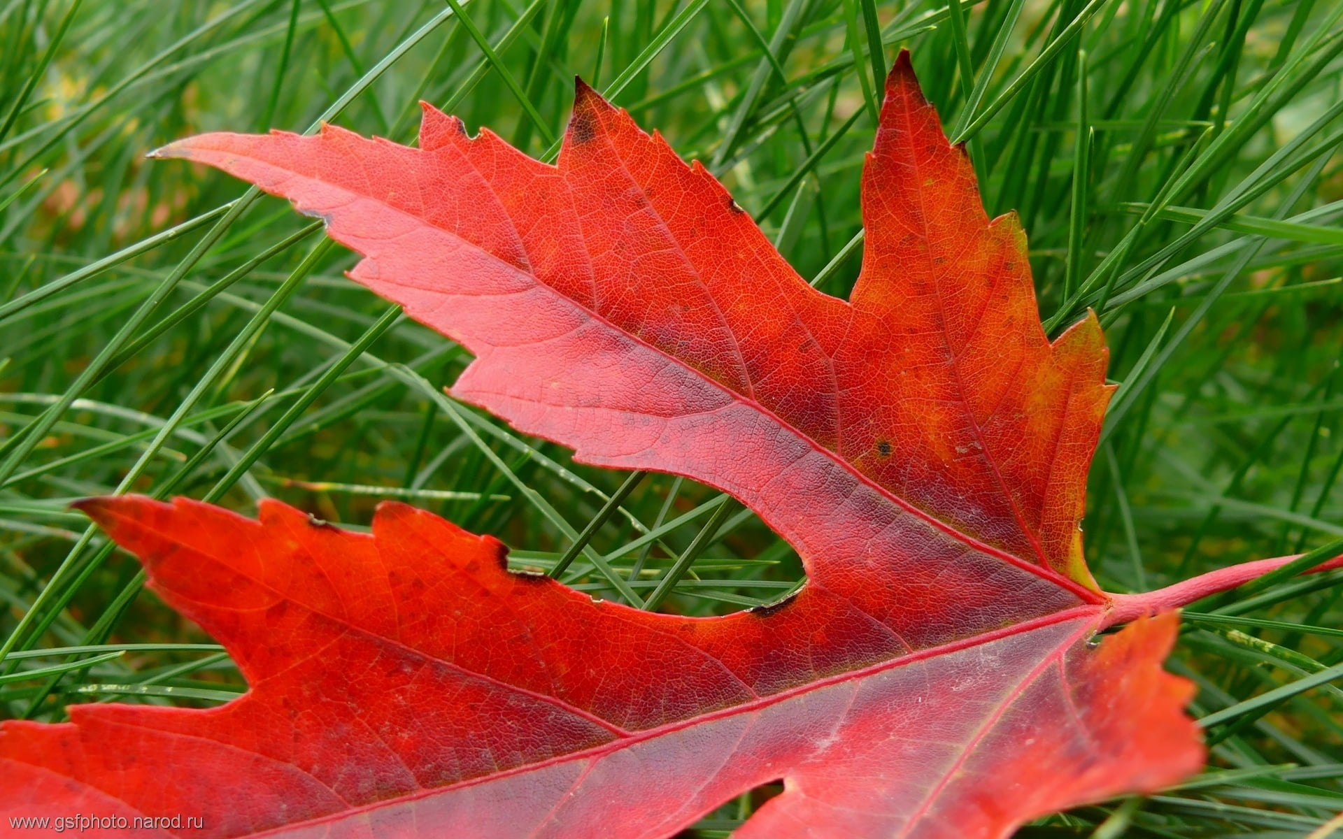 Цвет листа клена осенью. Красивые листья. Лист клена. Красивые листья клена. Осенний листок.