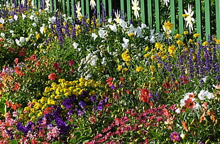 assorted colored of flower plants