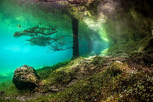 tree trunk underwater photo, Grüner See, underwater, rock, Austria