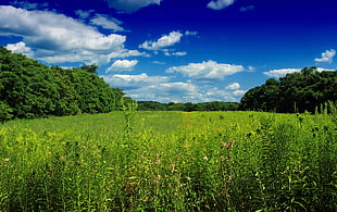 green grass field at daytime HD wallpaper