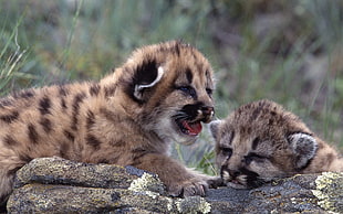 two brown cheetahs, pumas, animals, baby animals