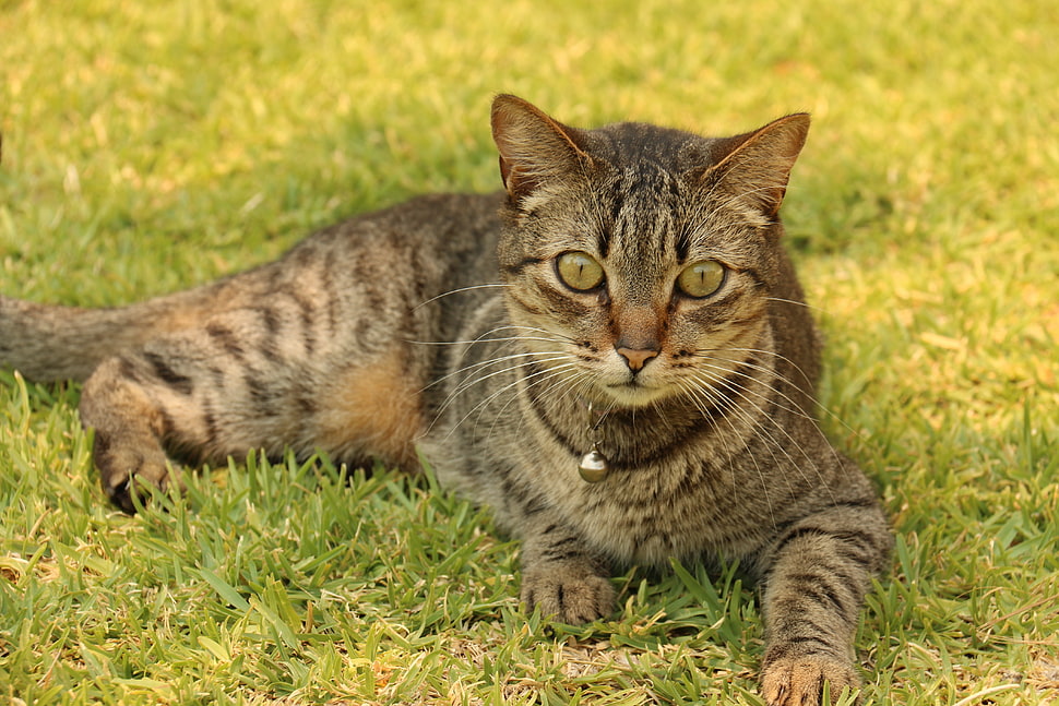 gray and black tabby cat on grass HD wallpaper