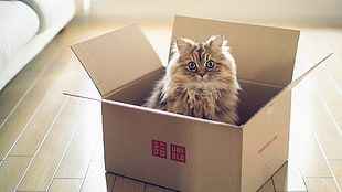 brown maine coon cat in brown cardboard box