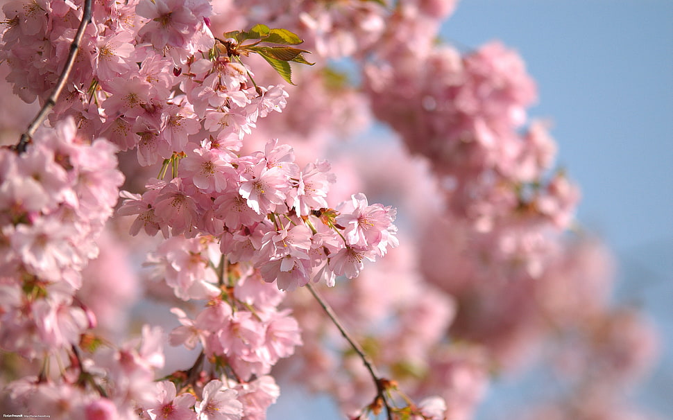 cherry blossoms shallow capture image HD wallpaper