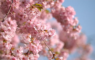 cherry blossoms shallow capture image HD wallpaper