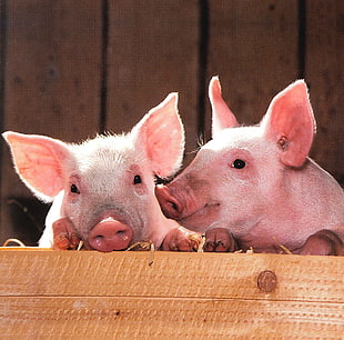 two white piglets on brown wood board panel close-up photo
