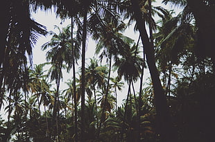 green palm trees, palm trees