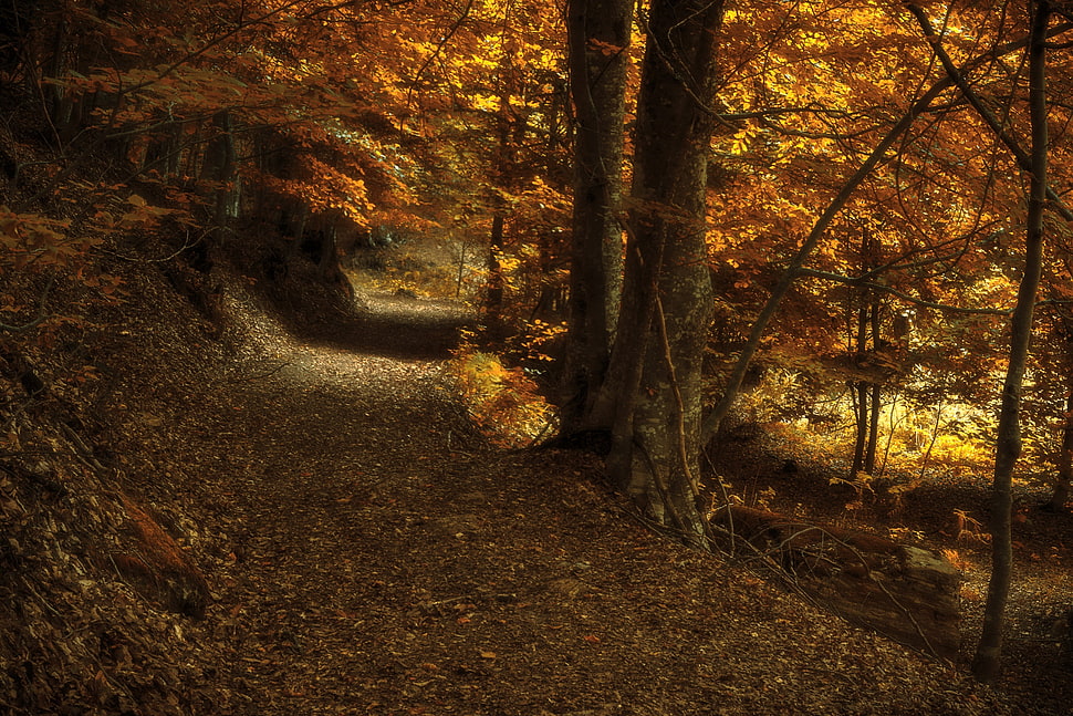 brown forest tree painting, dark, fall, brown, yellow HD wallpaper