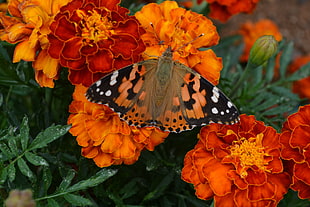 orange and black butterfly perching on orange flower in close-up photography