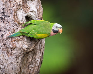 green parrot on brown woodden tree branch, red-breasted parakeet HD wallpaper