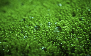 green moss with water droplets HD wallpaper