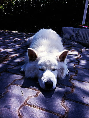 short-coated white dog, dog, Siberian Husky , sleeping, dappled sunlight