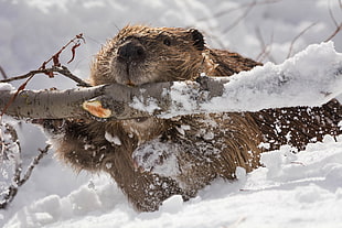 brown beaver holding on brown tree branch