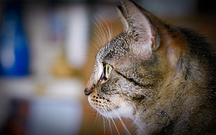 brown tabby cat in selective focus photography