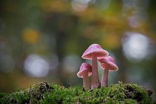 three pink mushrooms, mushroom, plants, macro, moss